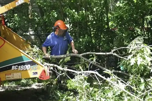tree services Upper Saddle River
